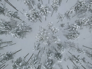A snow-covered fir trees from air