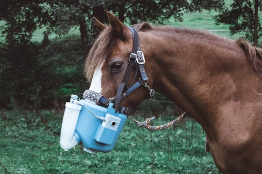 Deutsches Reitpony mit Husten inhaliert