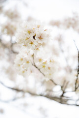 Cherry blossom