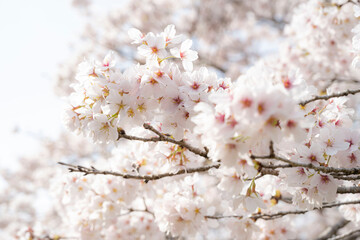 Cherry blossom