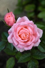 Pink rose