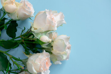 Bush rose on a blue background. Holiday postcard. Holiday gift. Spring background. Pastel background. Floral background. Calendar. Puzzles.