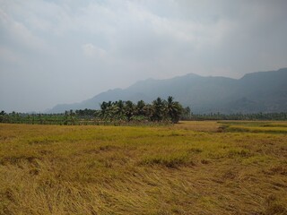 Obraz premium Rice farming, paddy fields in Kanyakumari district, Tamilnadu
