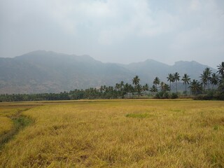 Fototapeta na wymiar Rice farming, paddy fields in Kanyakumari district, Tamilnadu
