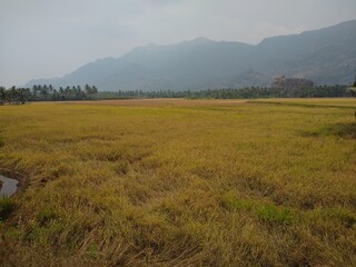 Fototapeta na wymiar Rice farming, paddy fields in Kanyakumari district, Tamilnadu
