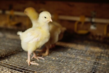 broiler chickens in the aviary against the background of equipment for drinking and feeding.
