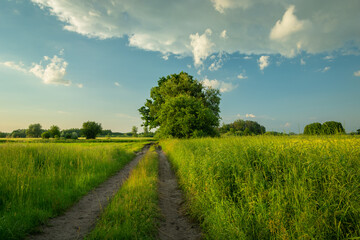 Fototapeta na wymiar Dirt road through green meadows and clear sky, Nowiny, Poland