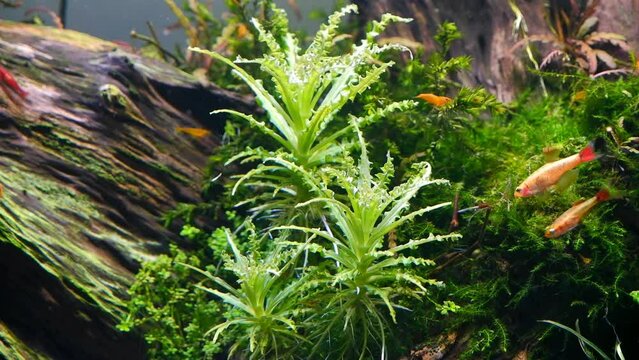 beautiful driftwood aquarium design with orange nano sakura shrimp, java moss, pogostemon plants, planted ryoboku style ecosystem, clean-up crew, blurred peaceful fish golden cloud mountain minnow
