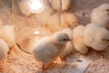 Little chicks are gathering for sleeping close up. Curious small chickens are looking into the camera
