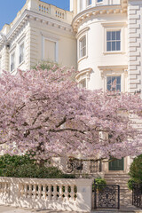 Spring in Notting hill, England. Charming blossoming sakura. Blooming cherry tree in front garden....