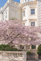 Spring in Notting hill, England. Charming blossoming sakura. Blooming cherry tree in front garden. Stanley crescent street view.  