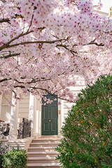 Spring in Notting hill, England. Blooming cherry tree in front garden. Stanley crescent street...