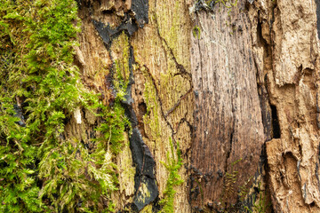Structure of an old tree with moss
