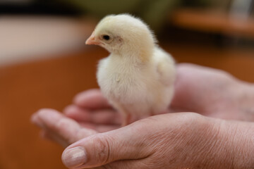 Little chicks are gathering for sleeping close up. Curious small chickens are looking into the camera