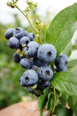 owoce borówki wysokiej amerykańskiej na gałązce © Katarzyna