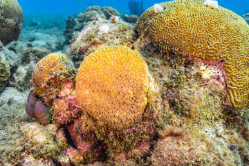 Seascape with various fish, coral, and sponge in the coral reef of the Caribbean Sea, Curacao