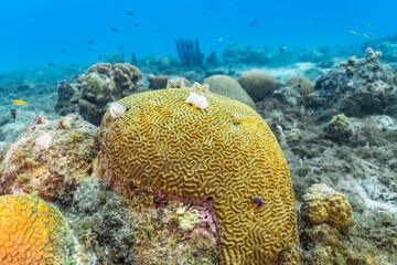 Seascape with various fish, coral, and sponge in the coral reef of the Caribbean Sea, Curacao