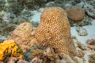 Seascape with various fish, coral, and sponge in the coral reef of the Caribbean Sea, Curacao