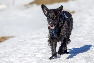 flatcoated retriever running in snow