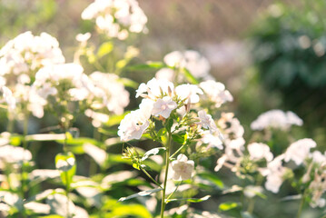 Delicate phlox flowers. Flowering garden phlox, perennial or summer phlox in the garden on a sunny day.
