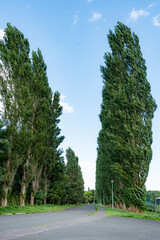 北海道大学のポプラ並木  北海道札幌市