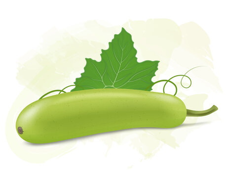 Bottle gourd vegetable vector illustration with green leaf