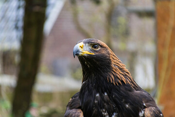 Greifvogel
