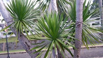 Cordyline australis, commonly known as the cabbage tree, tī kōuka or cabbage-palm, is a widely...