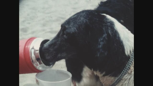 Spain 1979, Dogs drink from the bowl