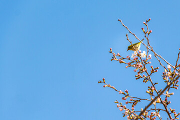 桜の木と一羽のメジロ