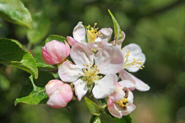 Obraz premium Apple tree branch with green leaves, buds and flowers with pinkish-white petals on a tree