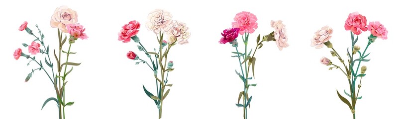 Panoramic view with carnation bouquets. Pink and white flowers, green leaves on empty background. Collection for Mother's Day, Victory Day, digital draw, vintage illustration, vector, watercolor style