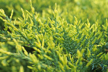 Thuja branch with bright green soft needles on a sunny day