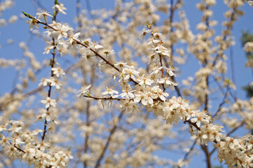 Cherry tree branch with delicate flowers with white petals on a spring day