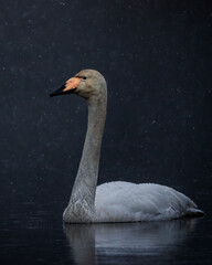 Whooper swan in snowfall