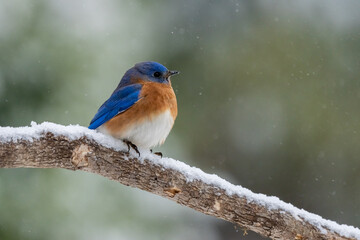 Male Bluebird Perched on Snow Covered Tree Branch