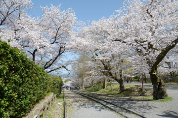 春の蹴上インクライン　京都市左京区