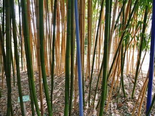 Fototapeta premium Bambuspark im Arboretum Ellerhoop