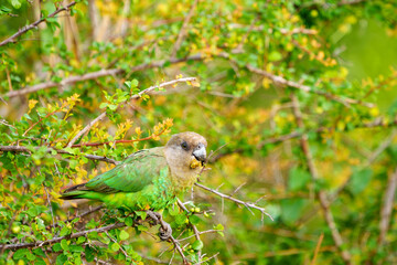 Brown-headed parrot (Poicephalus cryptoxanthus) feeding. Mpumalanga. South Africa.