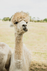 alpaca on natural background, llama on a farm, domesticated wild animal cute and funny with curly hair used for wool