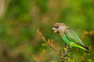 Brown-headed parrot (Poicephalus cryptoxanthus) feeding. Mpumalanga. South Africa.