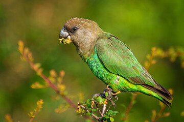 Brown-headed parrot (Poicephalus cryptoxanthus) feeding. Mpumalanga. South Africa.