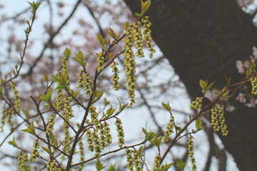 満開の桜の木を背景に咲くたくさんの鈴なりのキブシの花