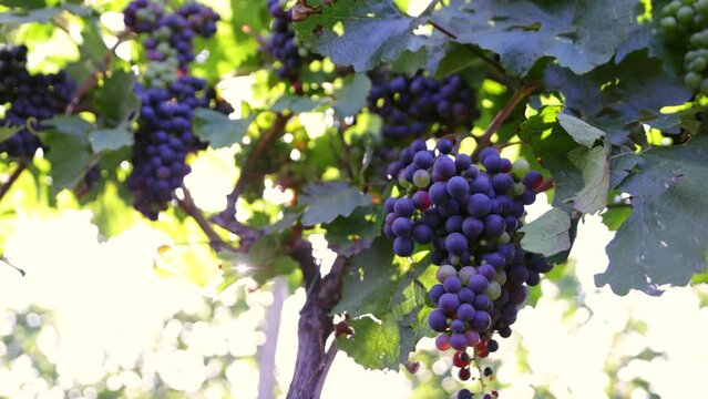 Slow Motion Shot of Ripe Red Grapes in Sunny Vineyard.