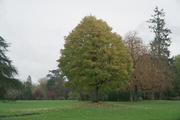 trees in the park