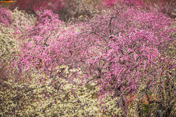 いなべ市農業公園　満開の枝垂れ梅