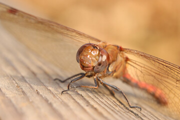 close up of a dragonfly