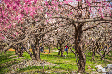 いなべ市農業公園　満開の枝垂れ梅