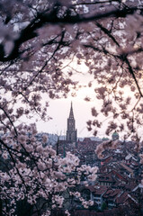 historic clocktower of Berner M&uuml;nster during scenic cherry blossom in Rosengarten