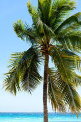 Fototapeta na wymiar Lonely palm tree stands on the shores of the Caribbean Sea. Beautiful seascape, azure sea and blue sky